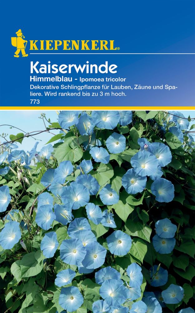 Kiepenkerl Kaiserwinde Himmelblau