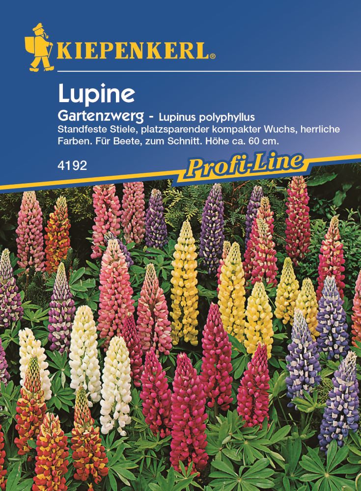 Kiepenkerl Lupine Gartenzwerg – Lupinus polyphyllus