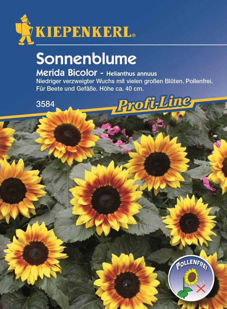 Sonnenblume, Merida Bicolor