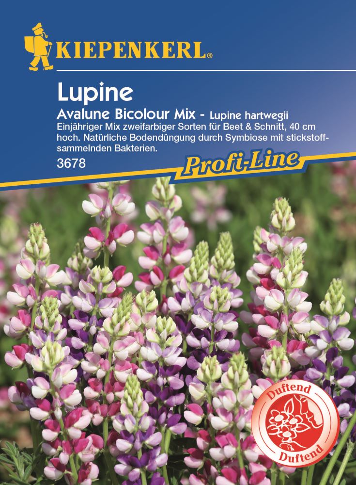 Kiepenkerl Lupine Avalune Bicolour Mix