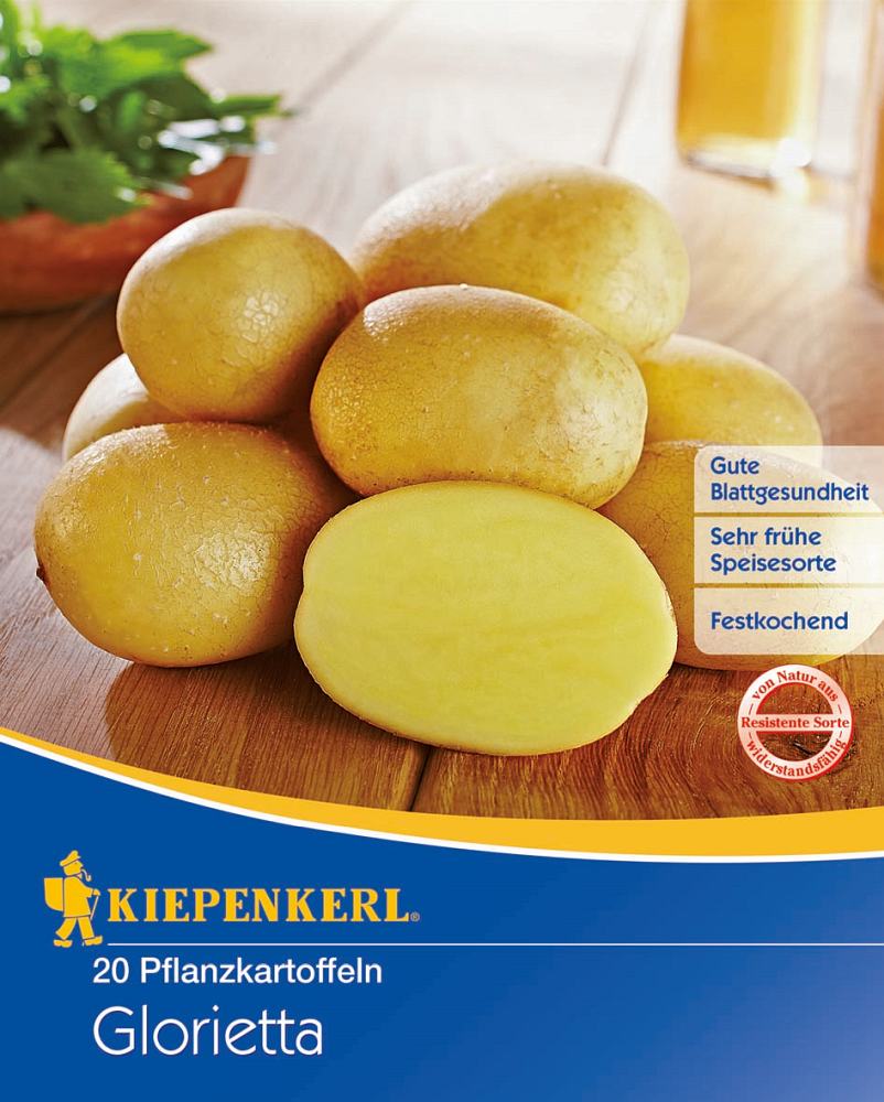 Kiepenkerl Kartoffel Glorietta 20 Stück