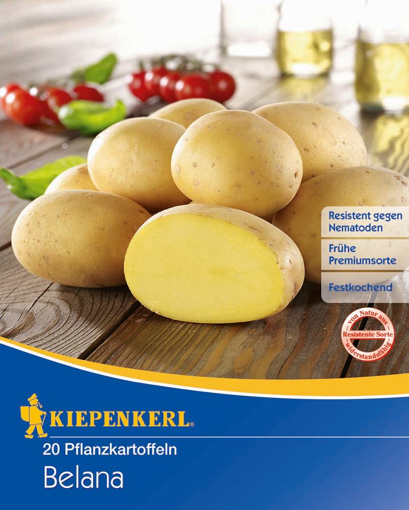 Kiepenkerl Pflanzkartoffel Belana 20 Stück
