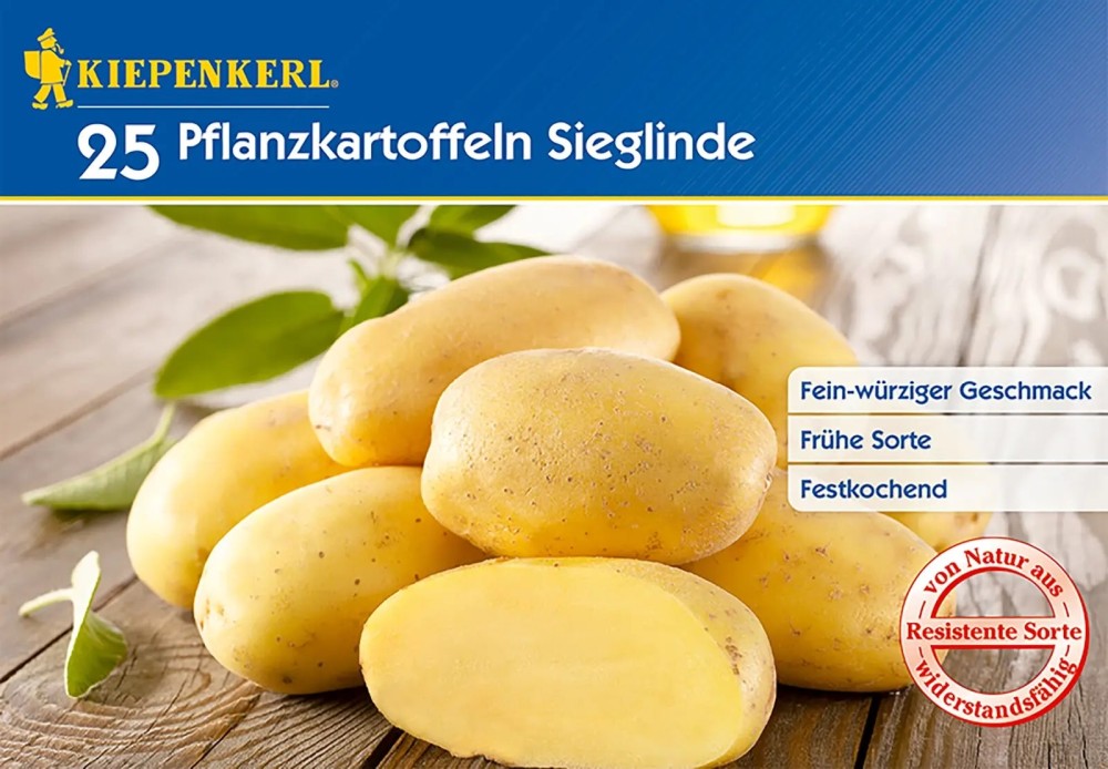 Kiepenkerl Pflanzkartoffel Sieglinde