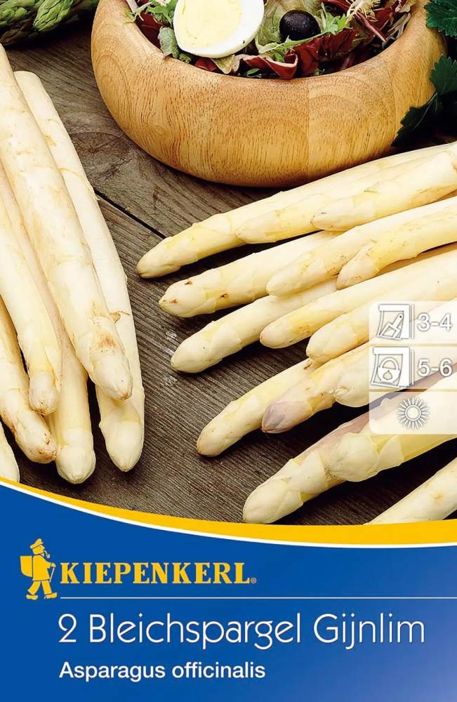 Bleichspargel Gijnlim Asparagus officinalis