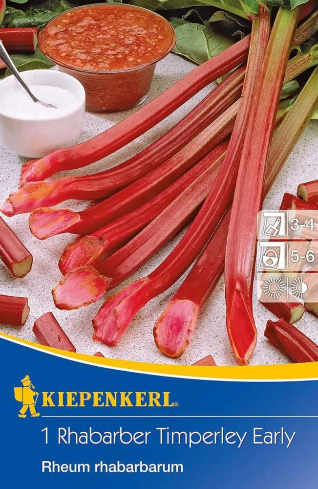 Kiepenkerl Rhabarber Timperley Early Rheum rhabarbarum