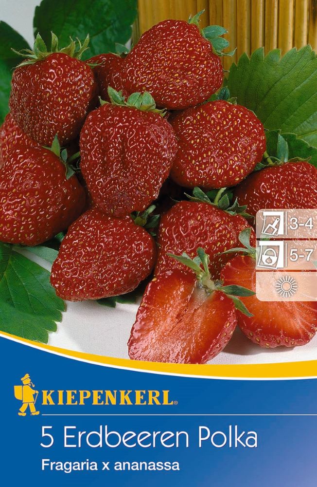 Kiepenkerl Erdbeeren Polka Fragaria x ananassa
