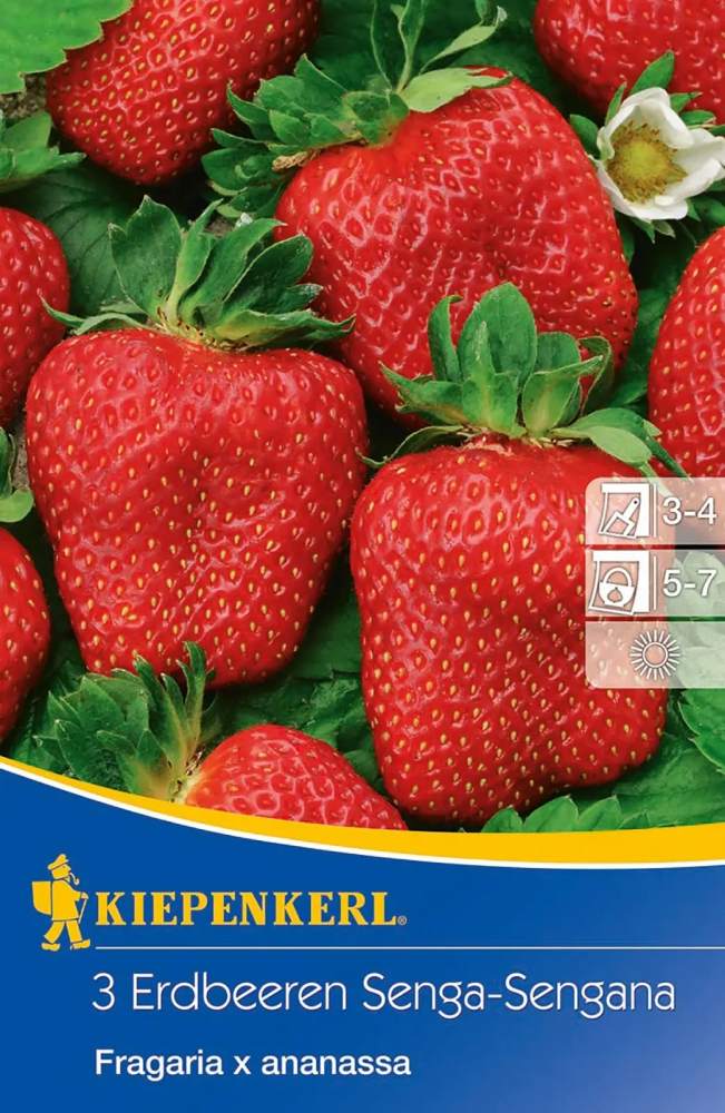 Kiepenkerl Erdbeeren Senga-Sengana Fragaria x ananassa