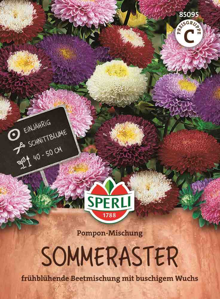 Aster, Pompon Mischung