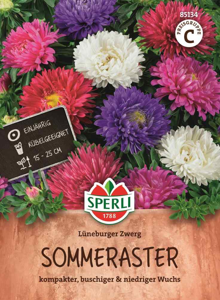 Lüneburger Zwerg, Aster