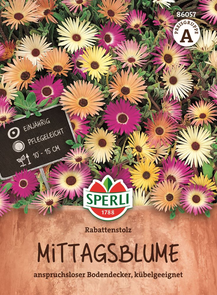 Mittagsblume, Rabattenstolz