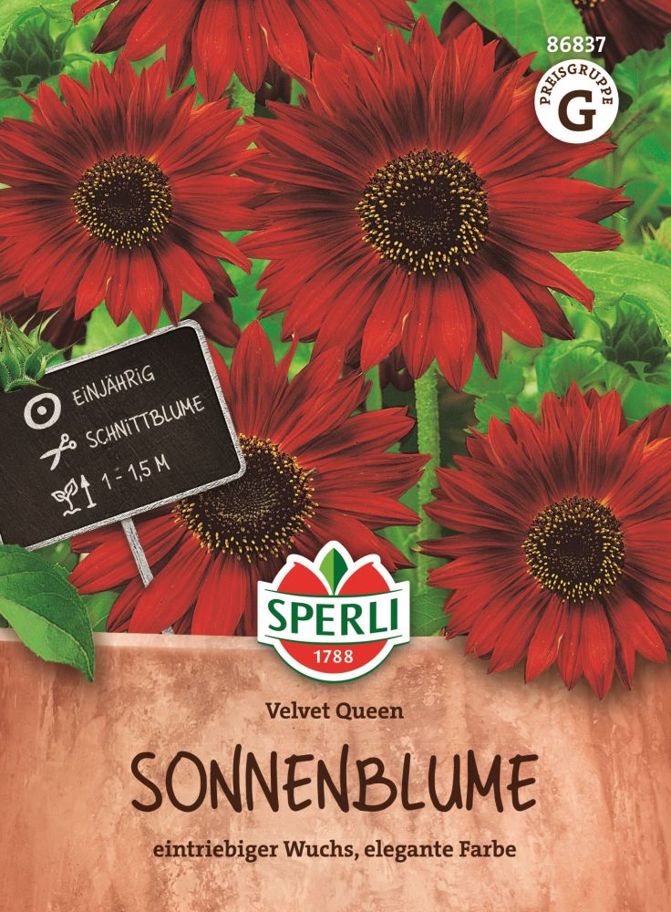 Sonnenblume, Velvet Queen