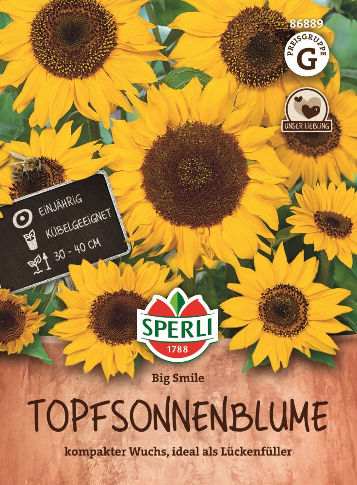 Big Smile, Topfsonnenblume