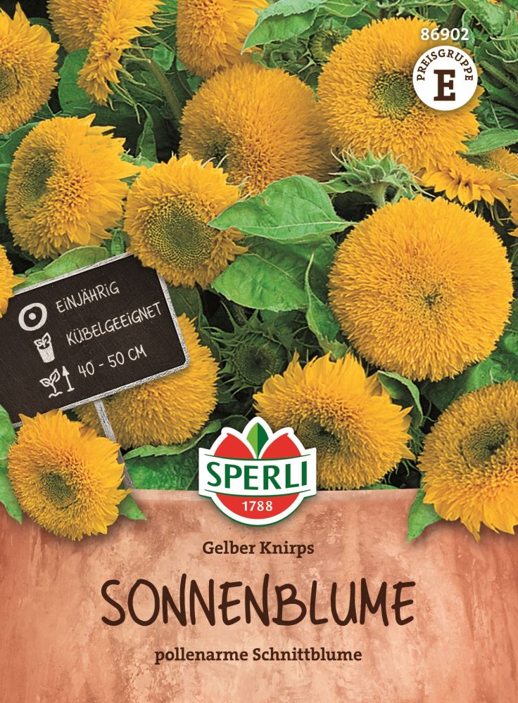 Sonnenblume, gelber Knirbs, gefüllt