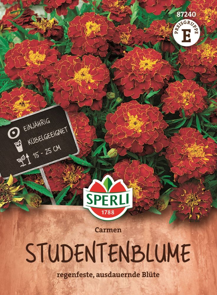 Studentenblume, Carmen