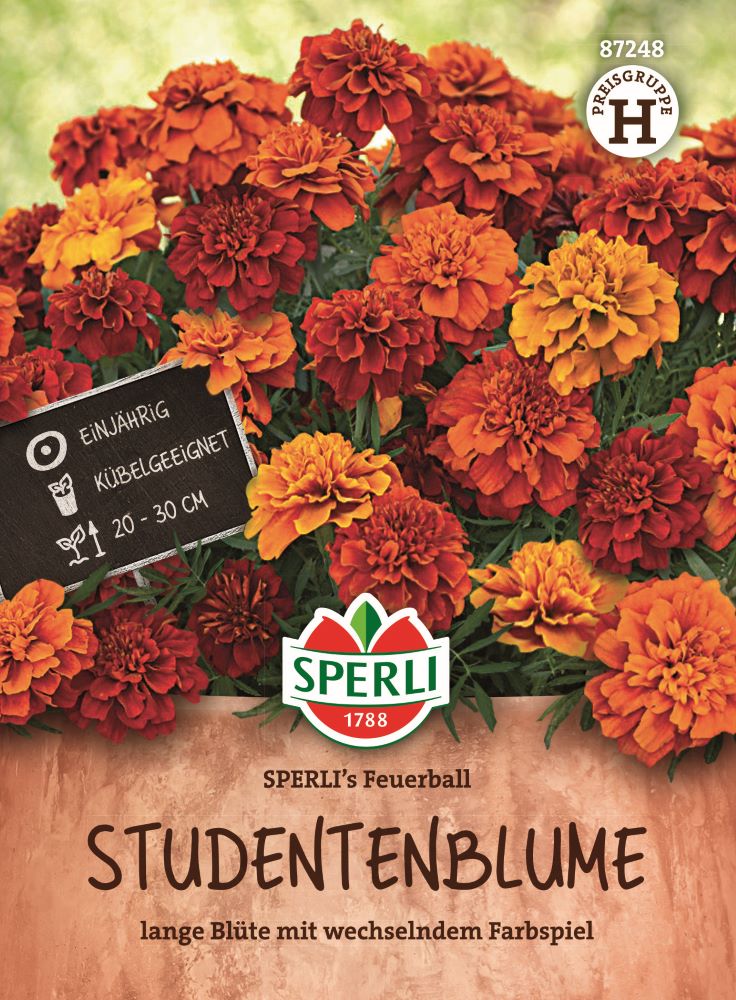 Sperli Studentenblumensamen Feuerball
