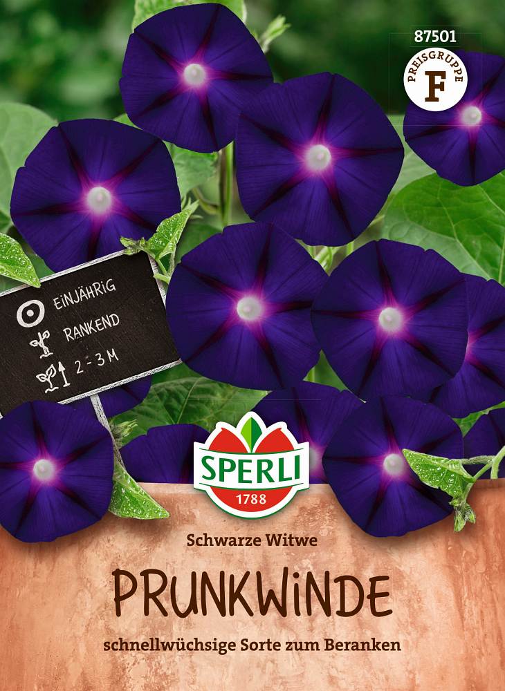 Prunkwinde Schwarze Witwe