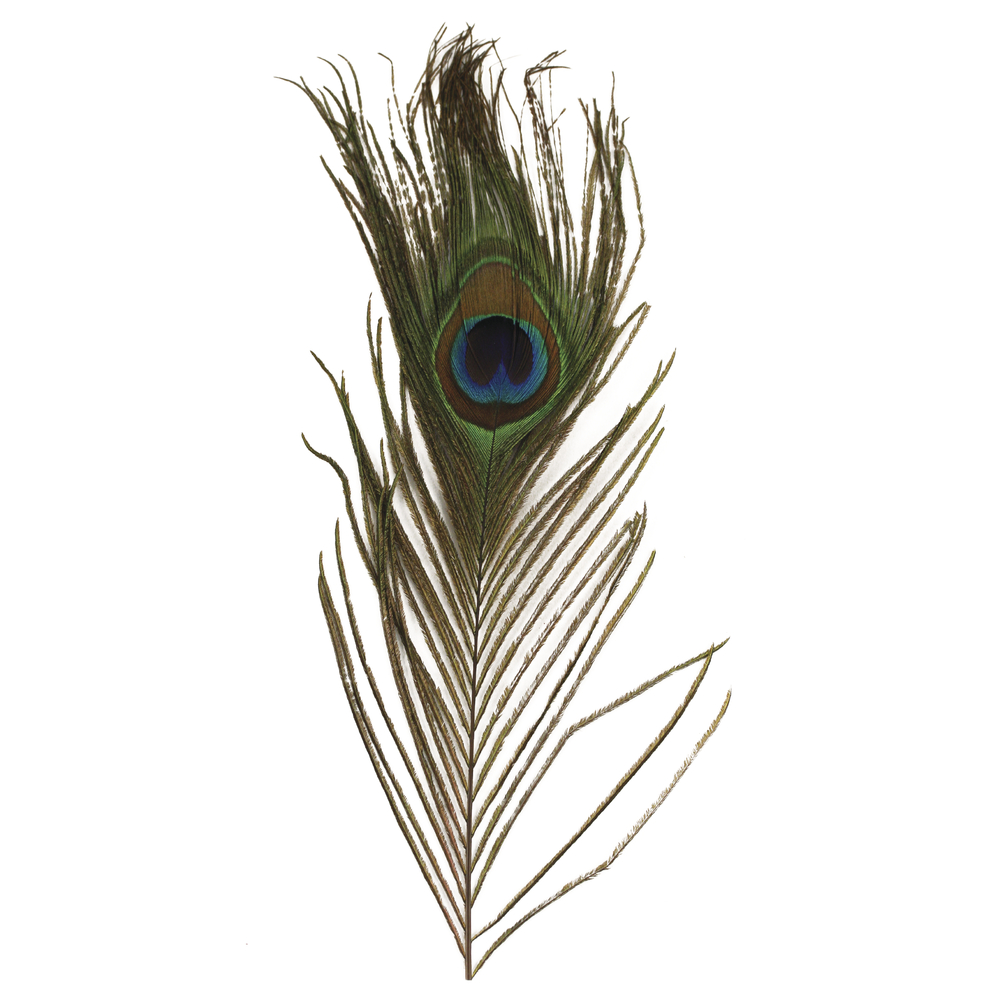 Pfauenfeder 25 cm