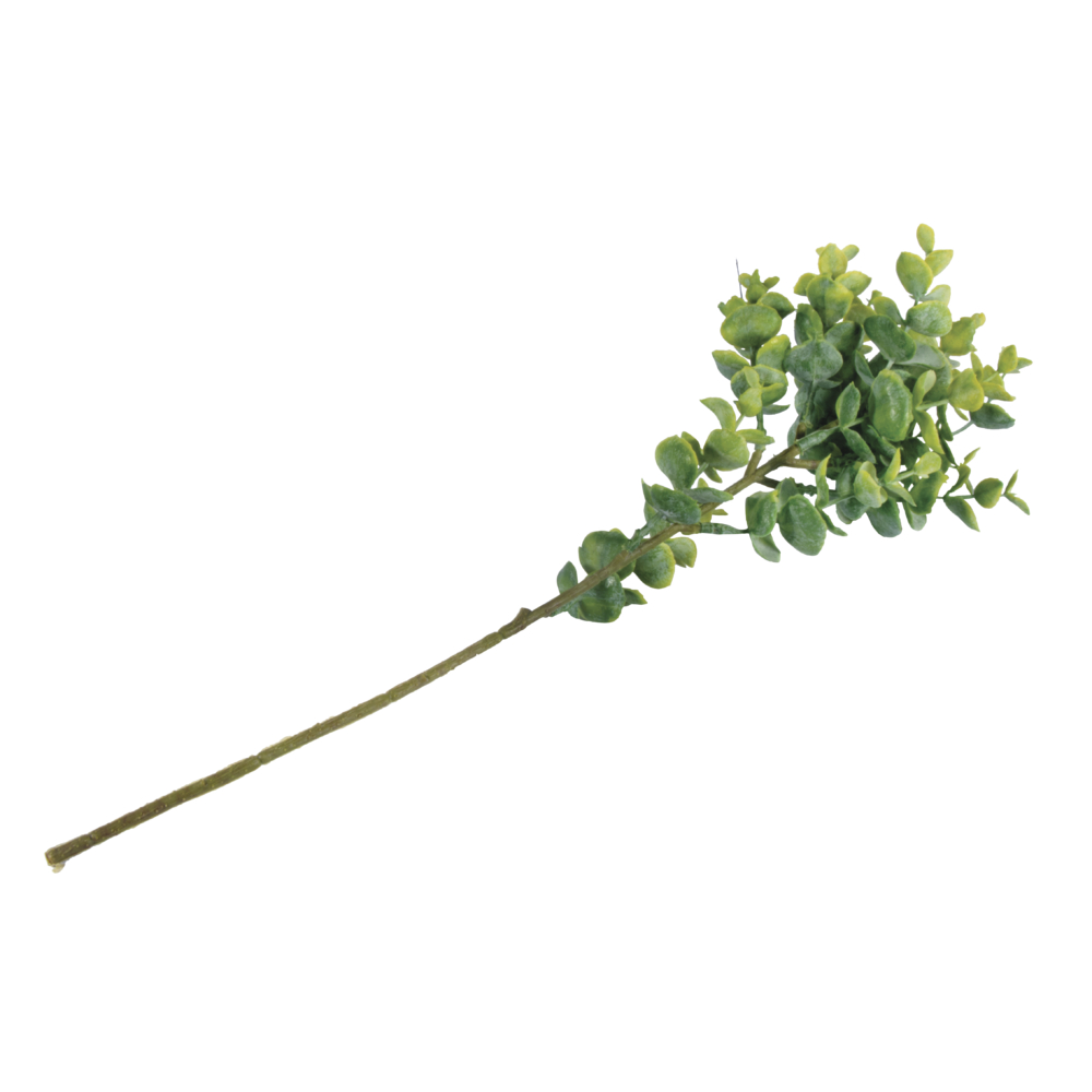 Buchs Zweig 40cm