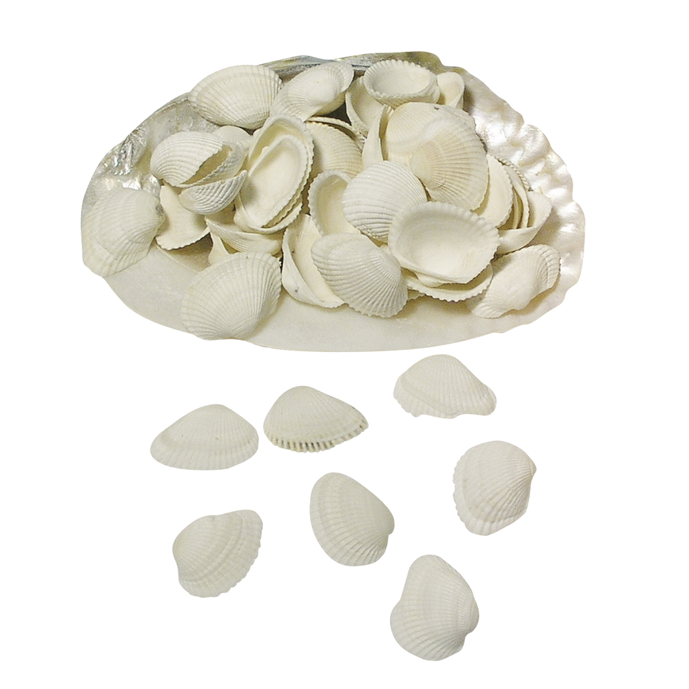 Clovis Muscheln in Perlmuttschale