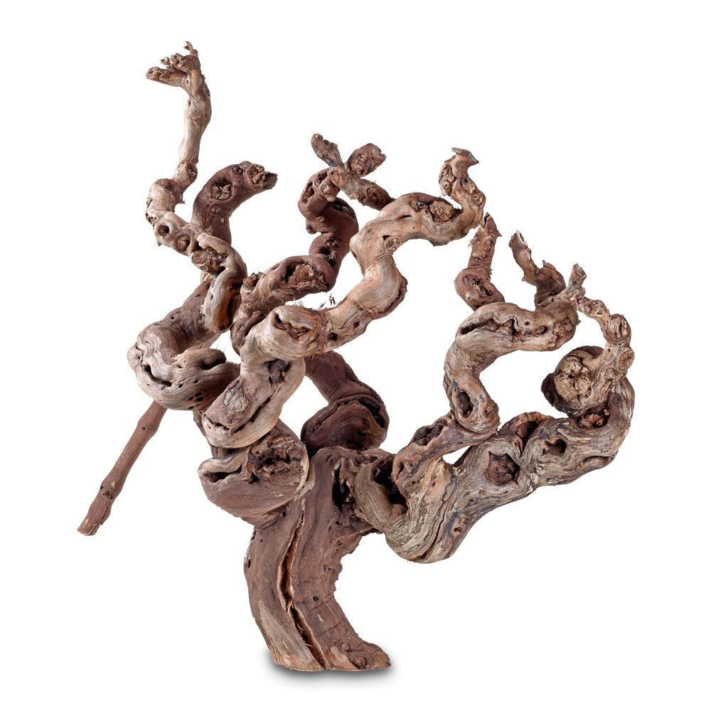 Hobby Weinreben Wurzel 30-40 cm