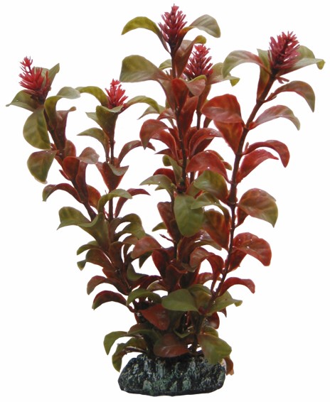 Hobby, Rotala, 16 cm