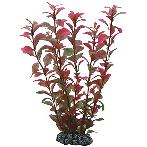Hobby, Ludwigia, 25 cm