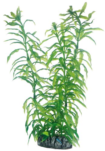 Hobby Heteranthera, 25 cm