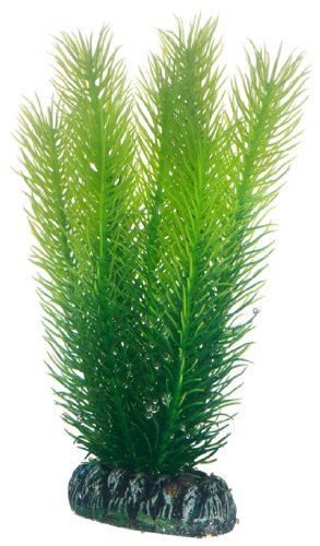 Hobby Mayaca, 16 cm