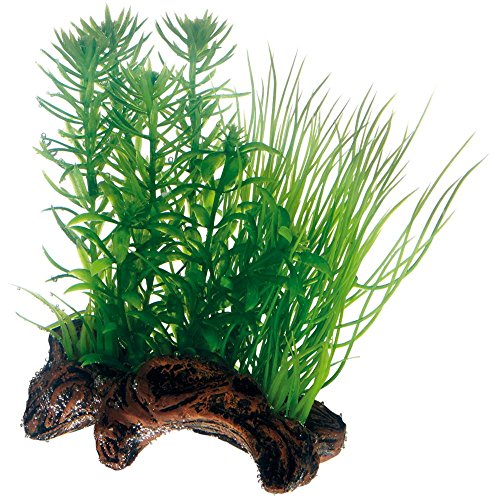 Hobby Flora Root 2, 17 cm