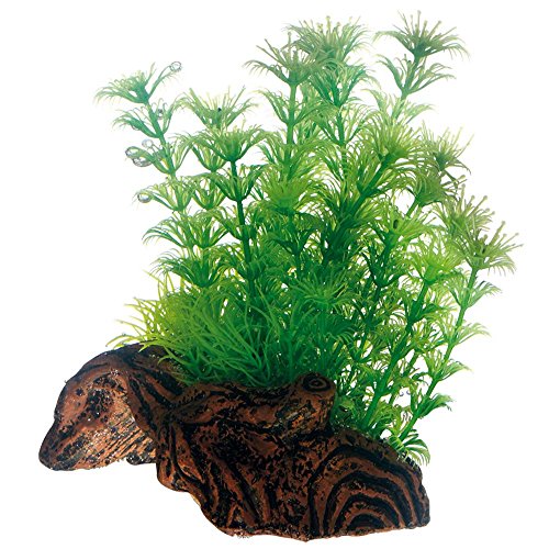 Hobby Flora Root 3, 17 cm