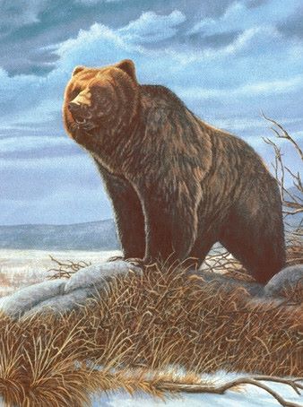 Malen nach Zahlen Junior – Grizzly