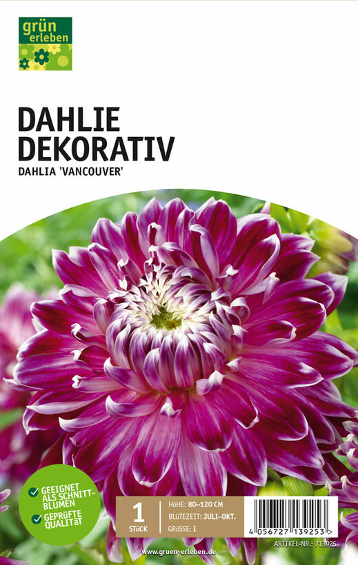 GRÜN ERLEBEN Dahlie Dekorativ Vancouver 1 Stück