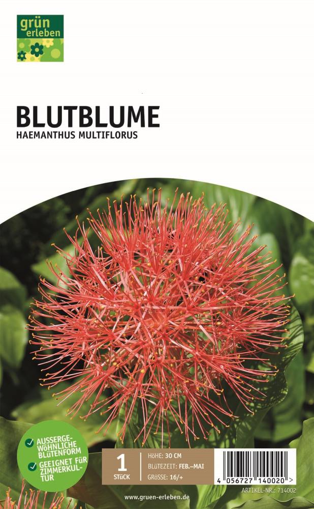 GRÜN ERLEBEN Blutblume Haemanthus Multiflorus 1 Stück