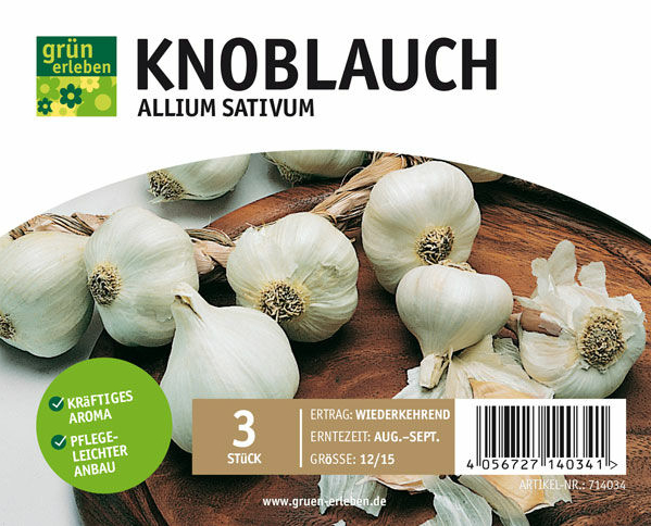 GRÜN ERLEBEN Knoblauch Allium Sativum 3 Stück