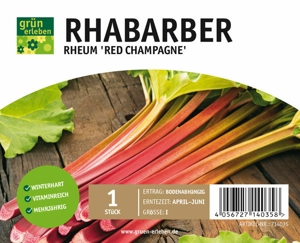 GRÜN ERLEBEN Rhabarber Rheum Red Champagne 1 Stück