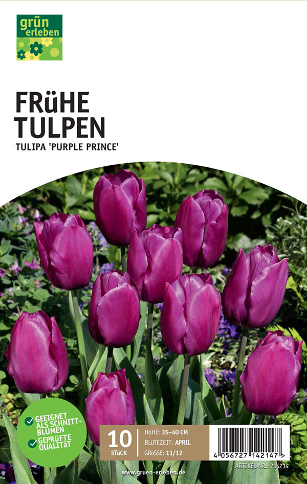 GRÜN ERLEBEN Frühe Tulpen Purple Prince 10 Stück