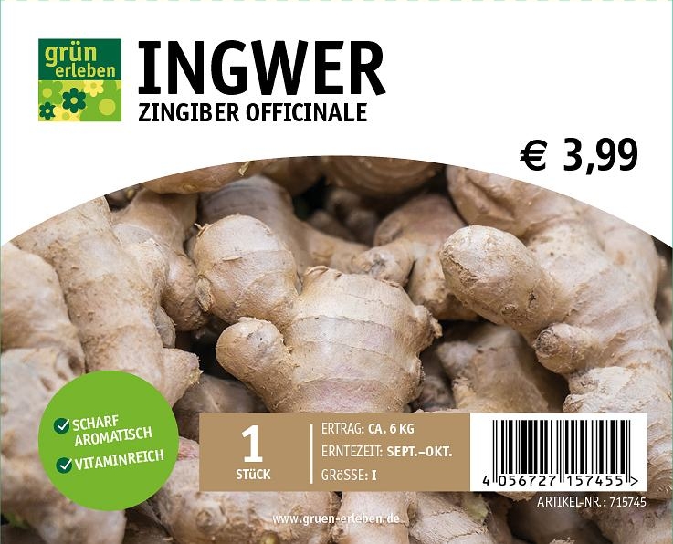 GRÜN ERLEBEN Ingwer Zingiber officinale