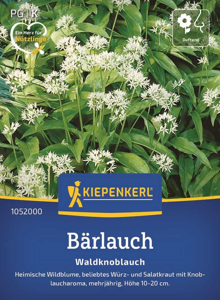 Bärlauch Waldknoblauch