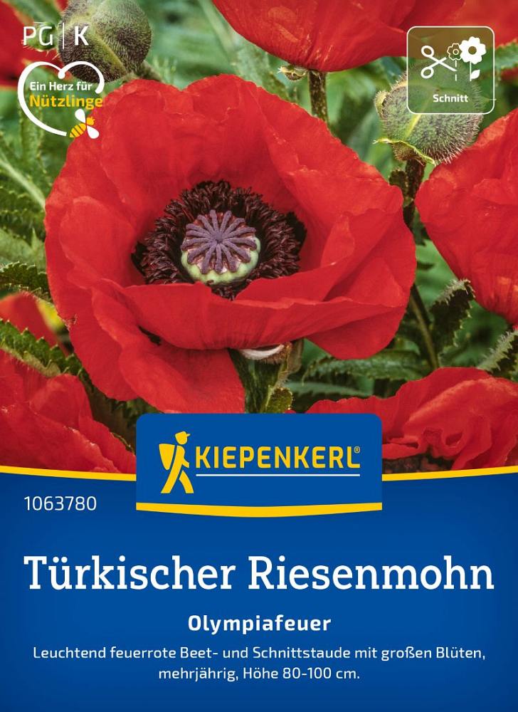 Türkischer Riesemohn Olympiafeuer