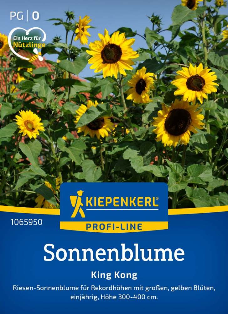 Sonnenblume King Kong