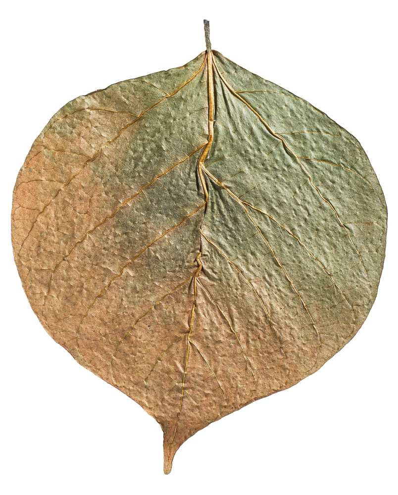 Dadap Leaves 7-13 cm, 10 Stück
