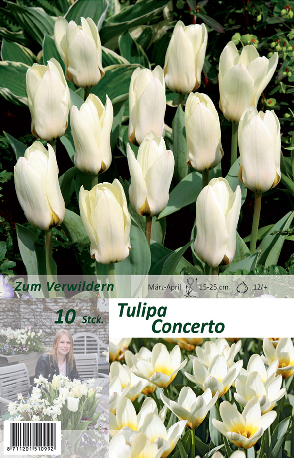 Botanische Tulpen Cocerto 10 Stück