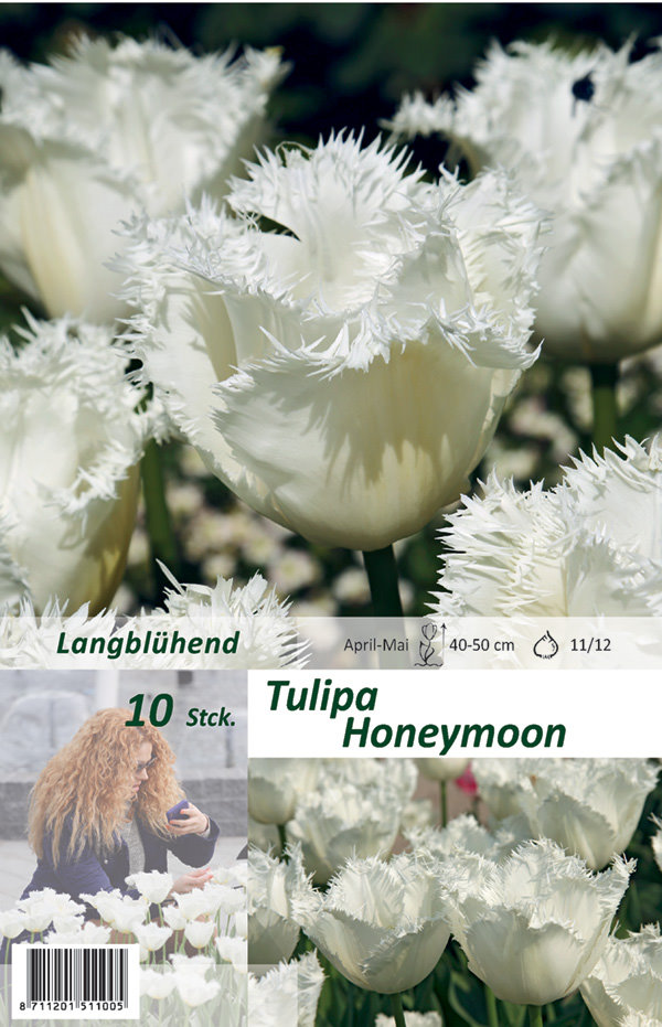 Gefranste Tulpen Honeymoon 10 Stück
