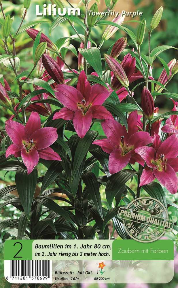 Baumlilien Towerlily Purple 2 Stück
