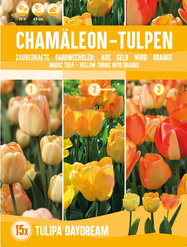 Chamäleon-Tulpen Daydream 15 Stück