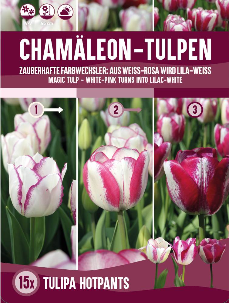 Chamäleon-Tulpen Hotpants 15 Stück