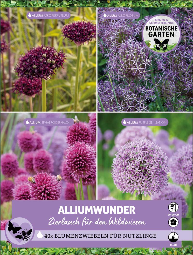 Alliumwunder 40 Stück