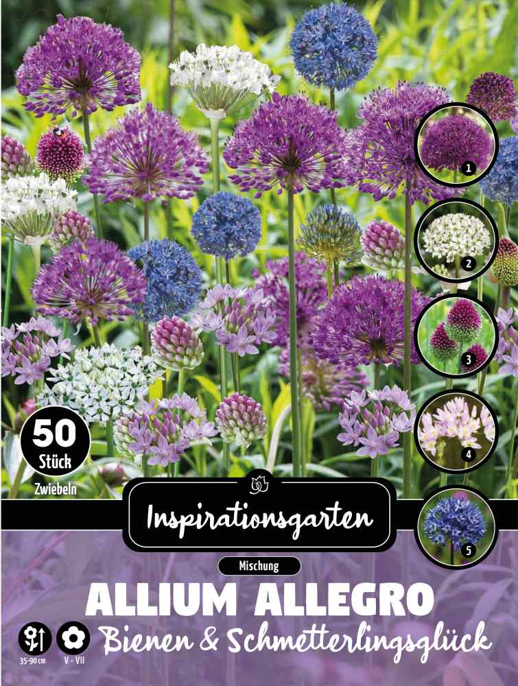 Allium Allegro 50 Stück