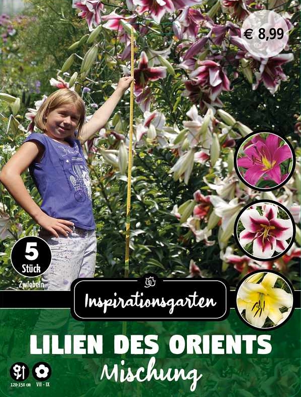 Baumlilien Mischung- Lilien des Orients