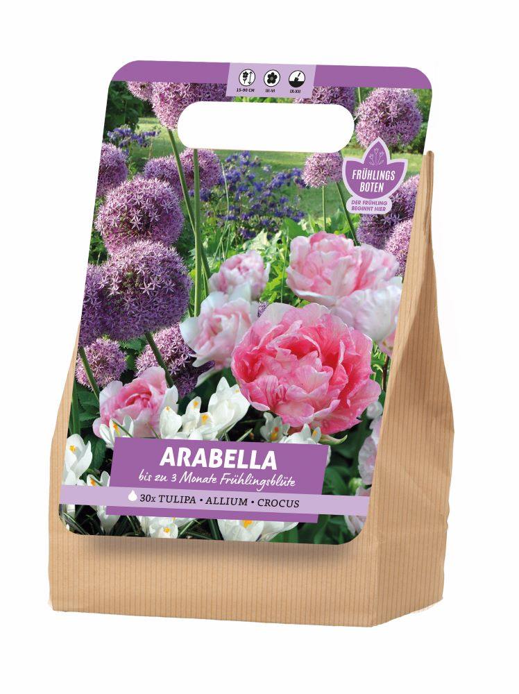 Arabella Tulpen Allium Crocus 30 Stück